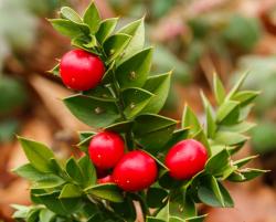 Ruscus aculeatus